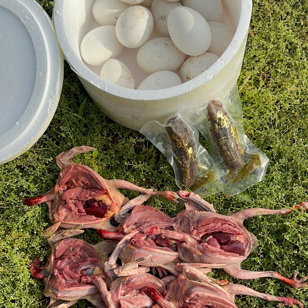 唐山孟磊常年出售孕妇老人各种煲汤散养鸽