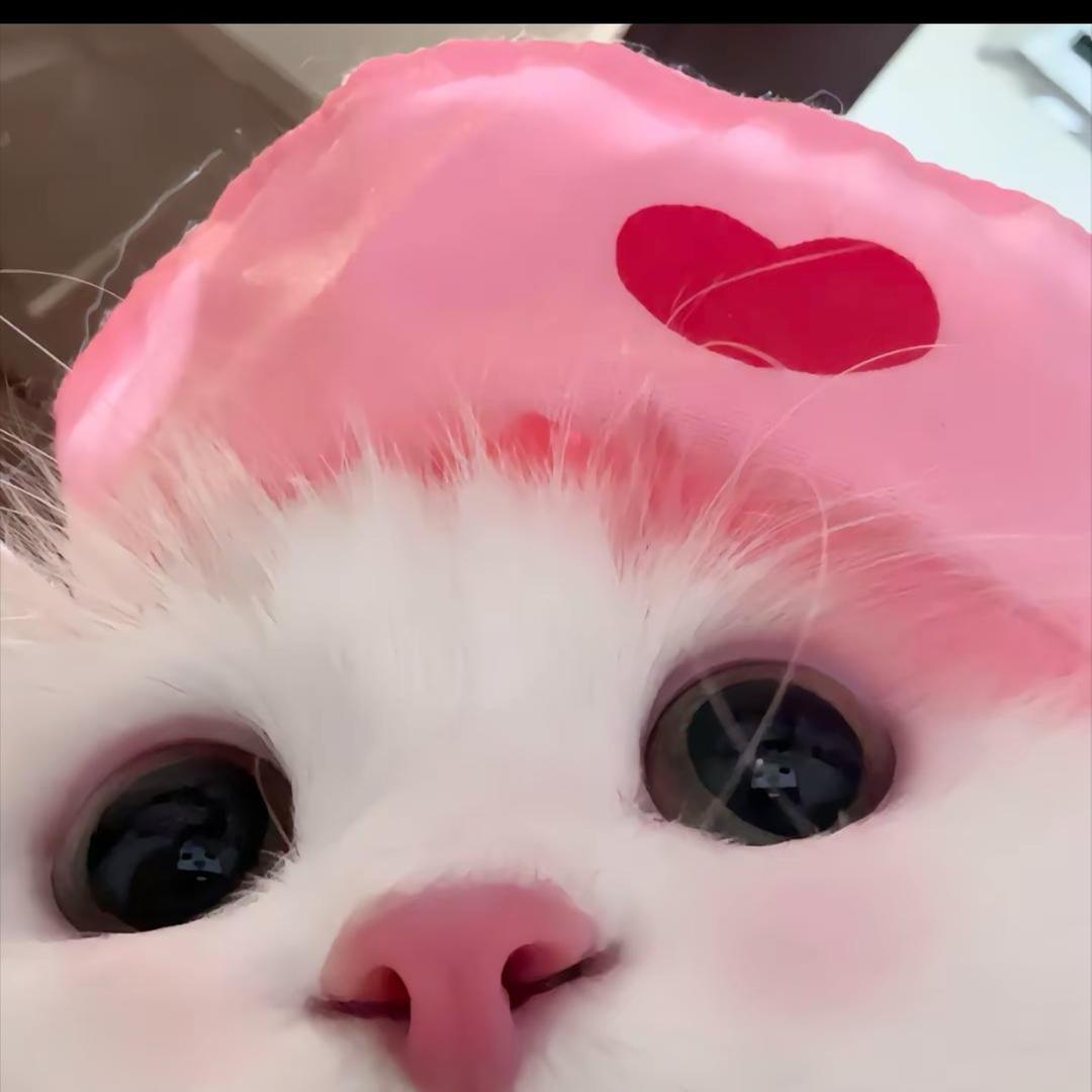 一只柯柯🐾