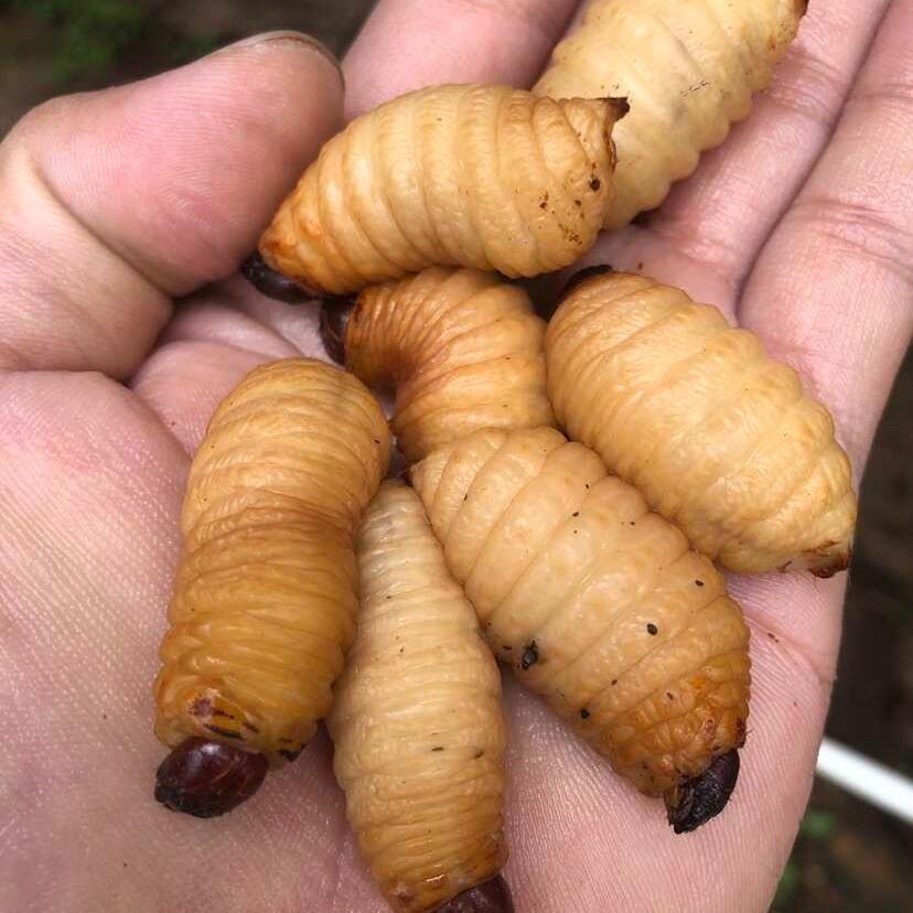 竹虫养殖教官