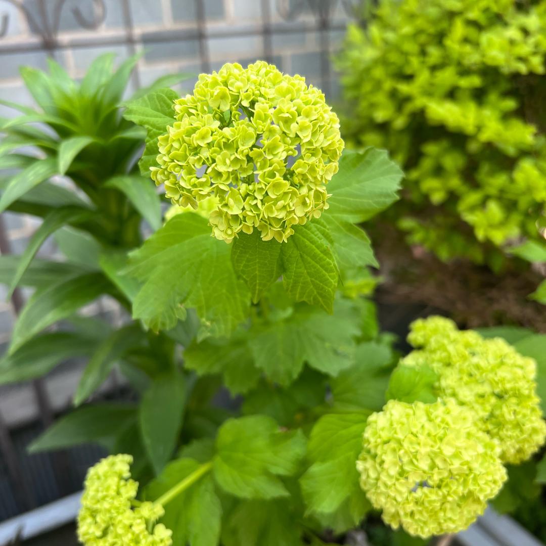 月来🍀越好