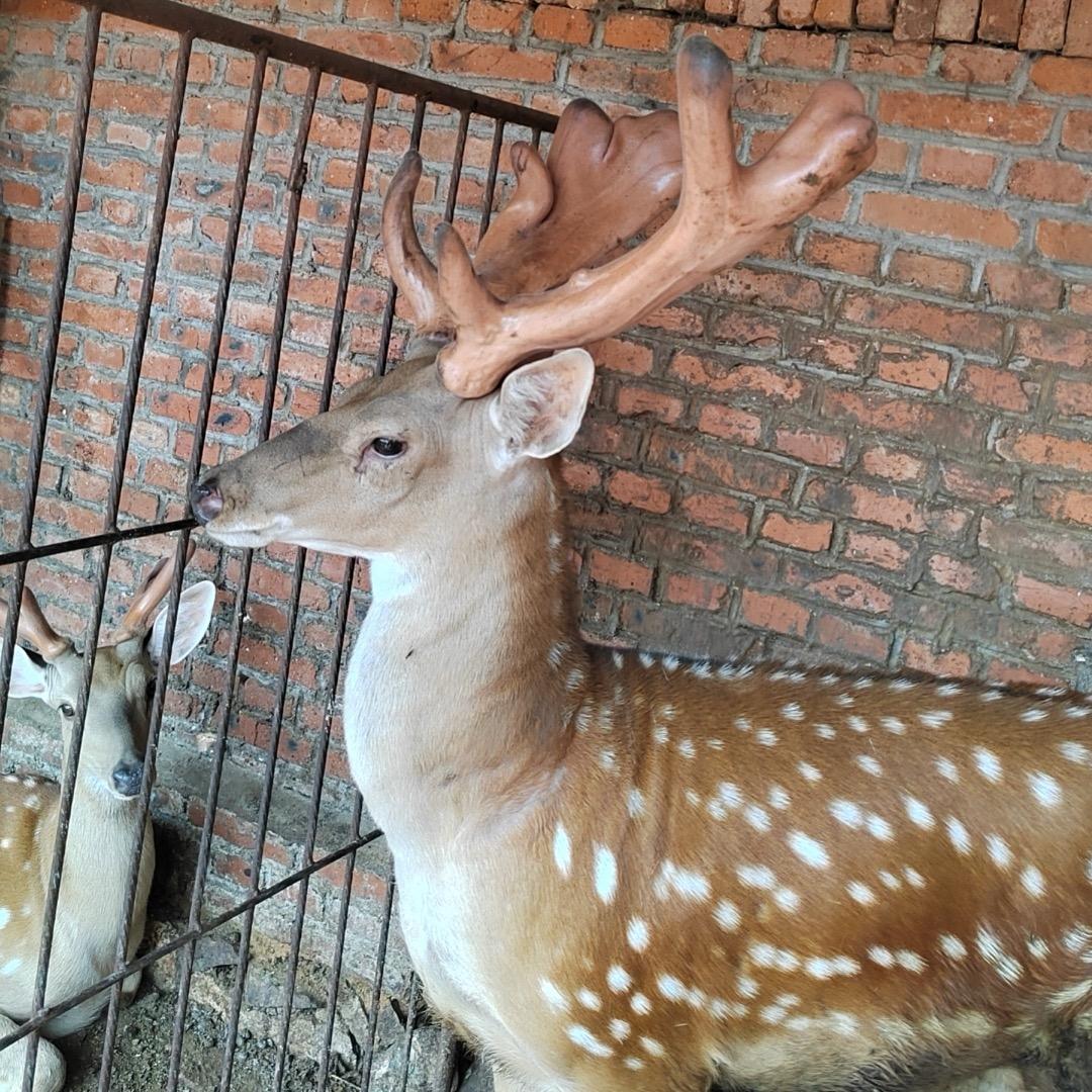 乾程鹿业滋补养生