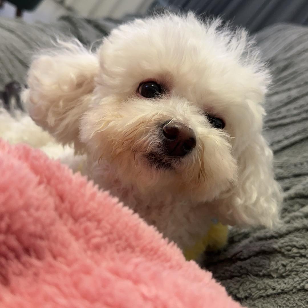梅似雪如人
