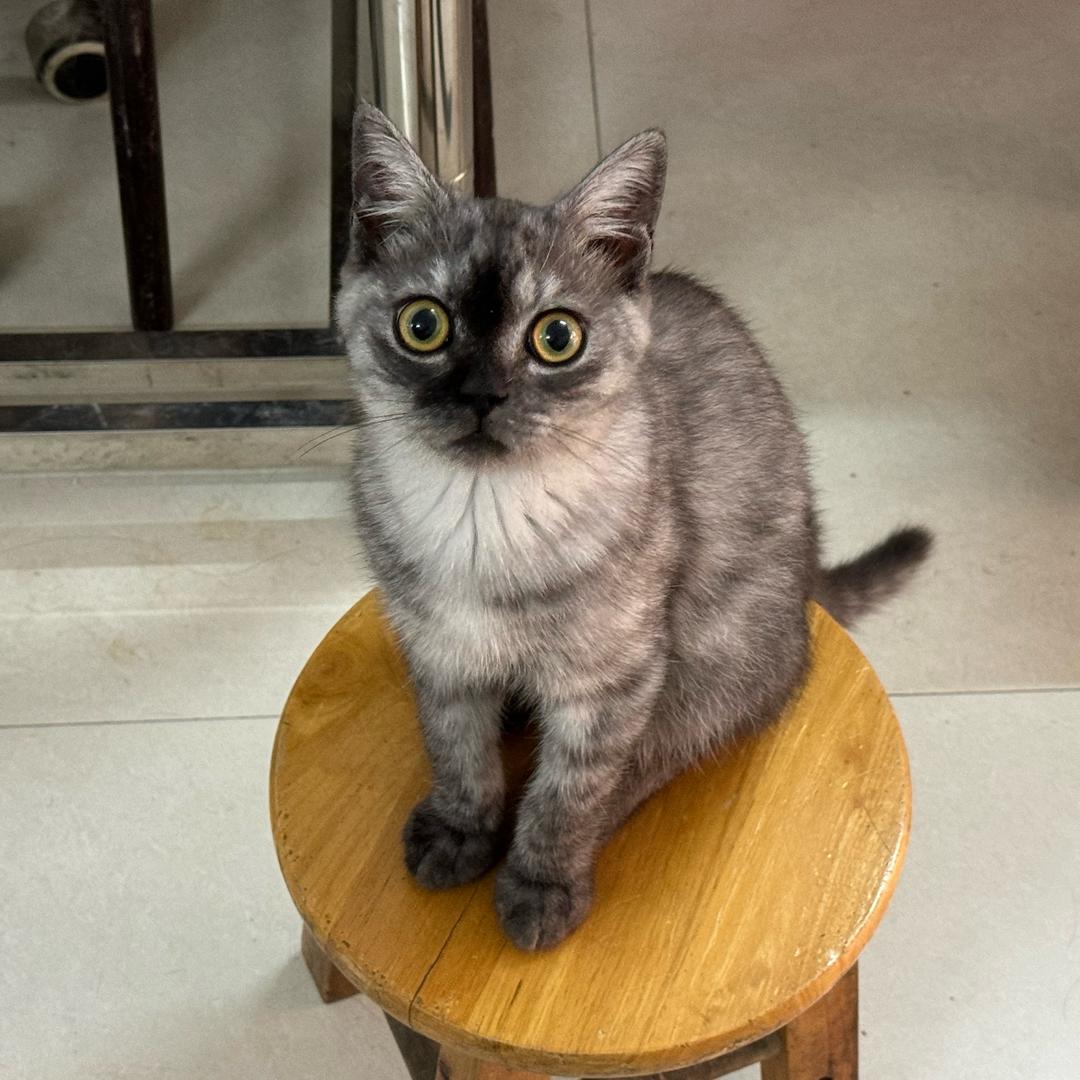 年年的铲屎官๓`