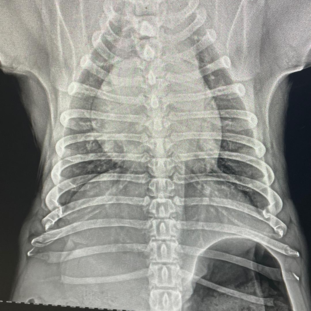 贝尔康宠物医院