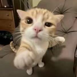 嗯哼