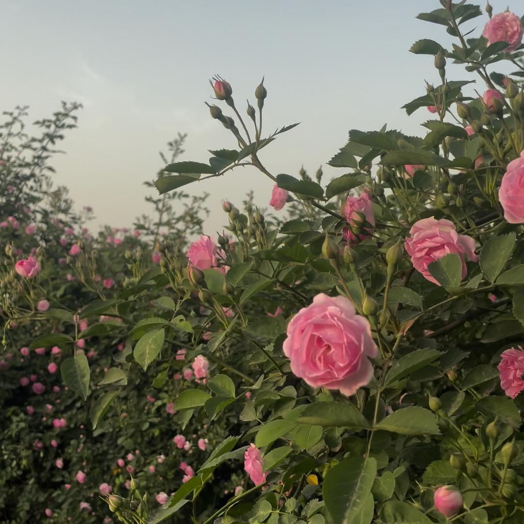 自贡荷园（火锅+烤肉）吴经理