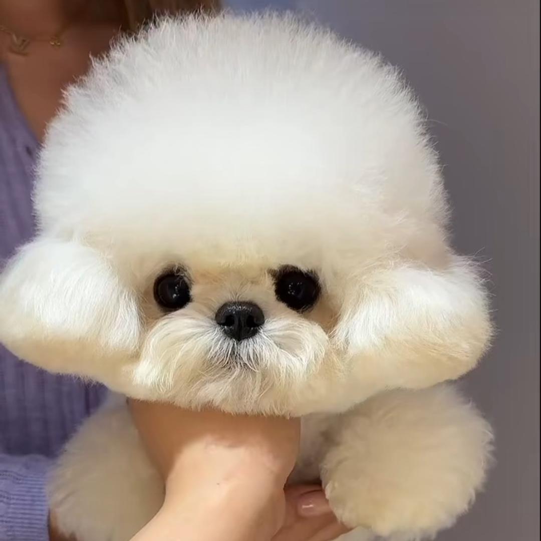 萌调家-私宠定制韩系比熊🐻