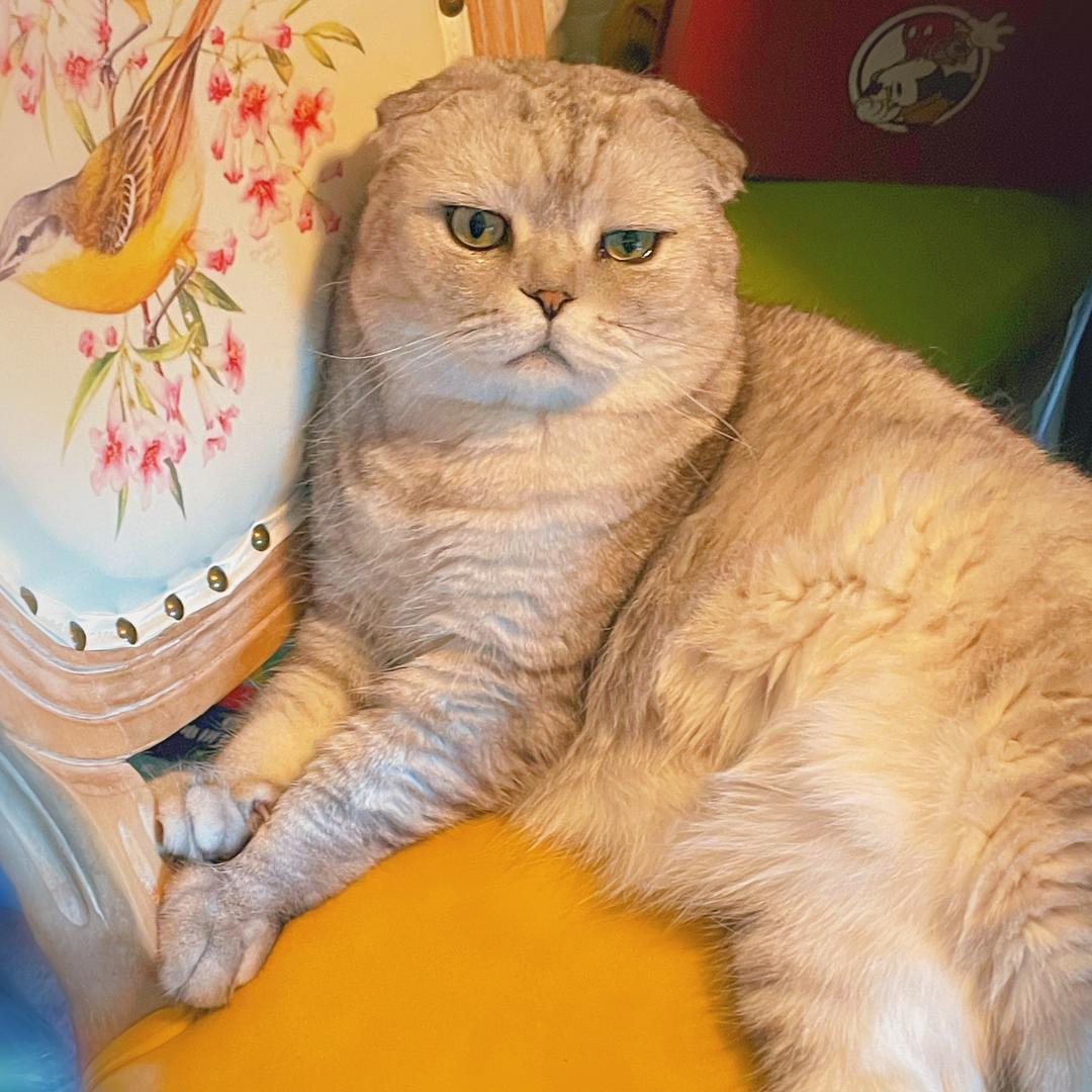 饭团宝贝没耳朵