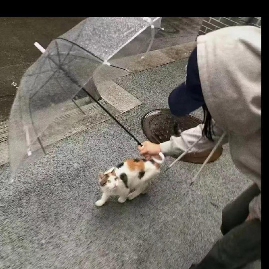 菠萝吹雪.