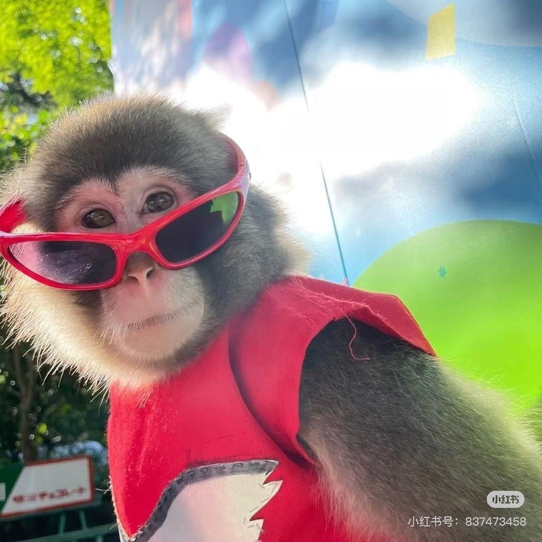 花果山在逃猴子🐒