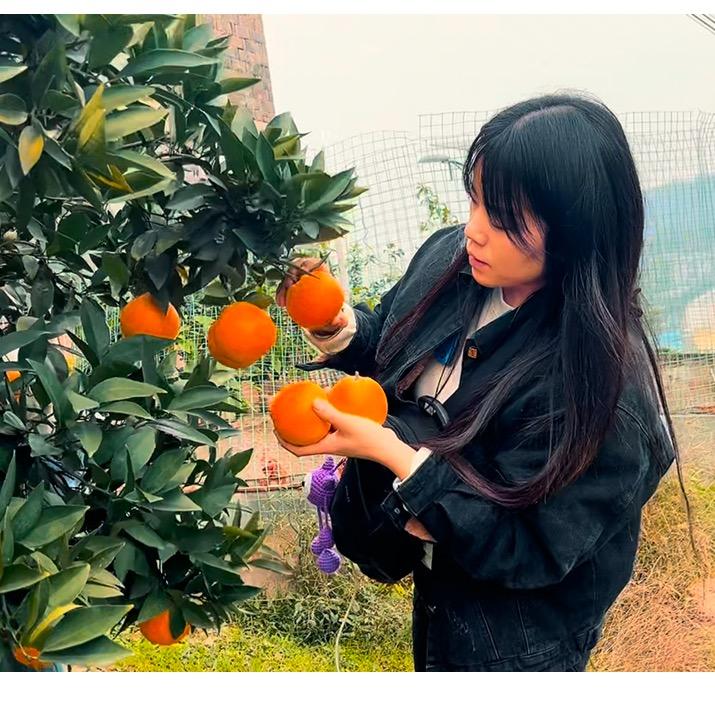 忠县燕子（小号）