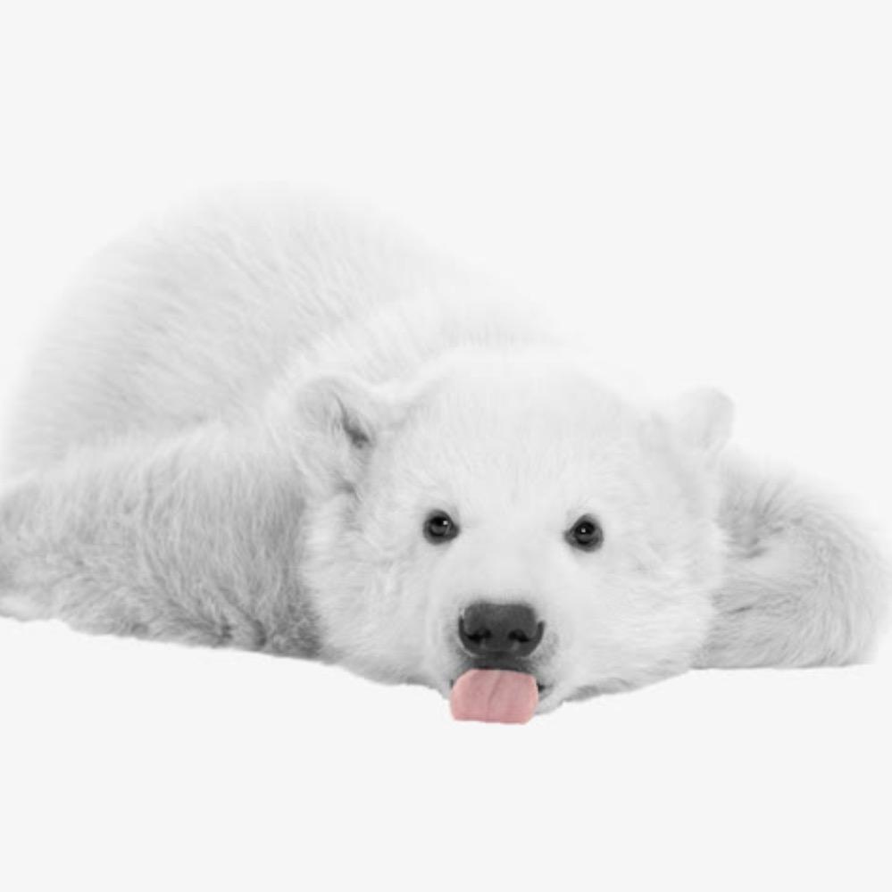 封票🐑（🐬）