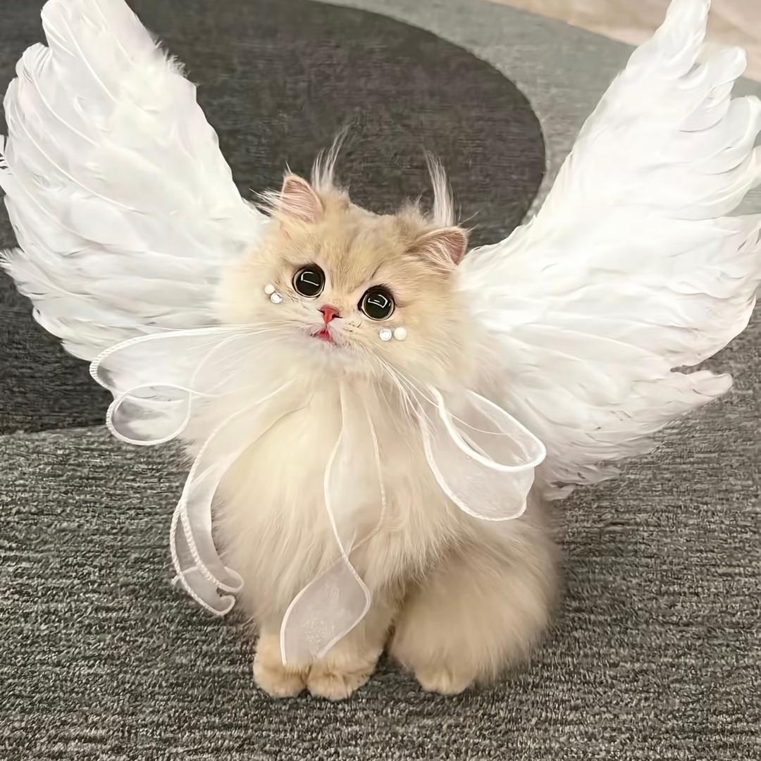 🐱小猫不爱吃鱼🐟