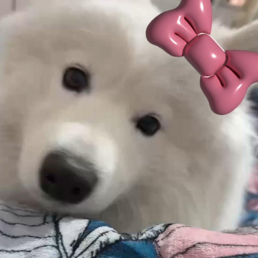 咕哒·宠咖