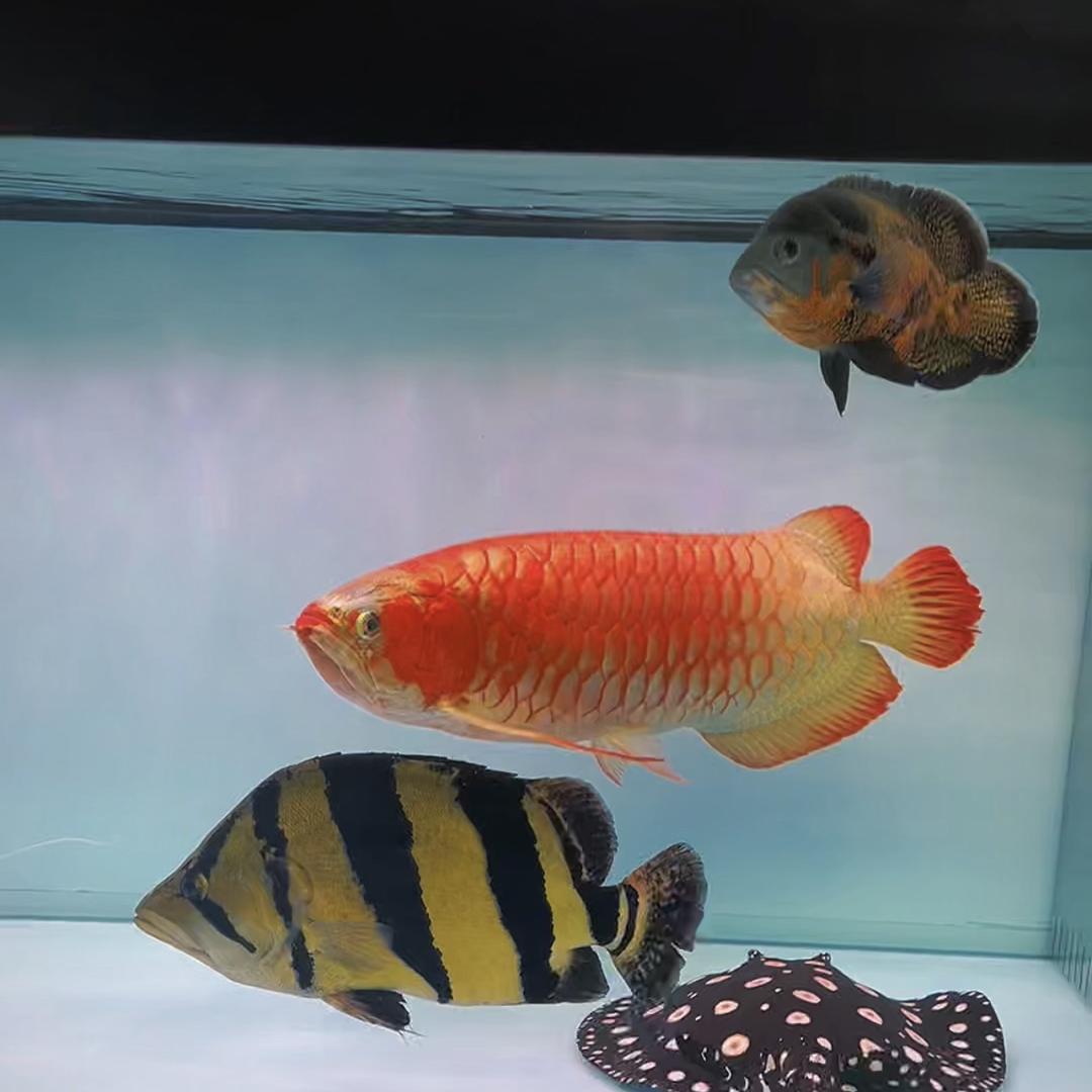老鲁说鱼