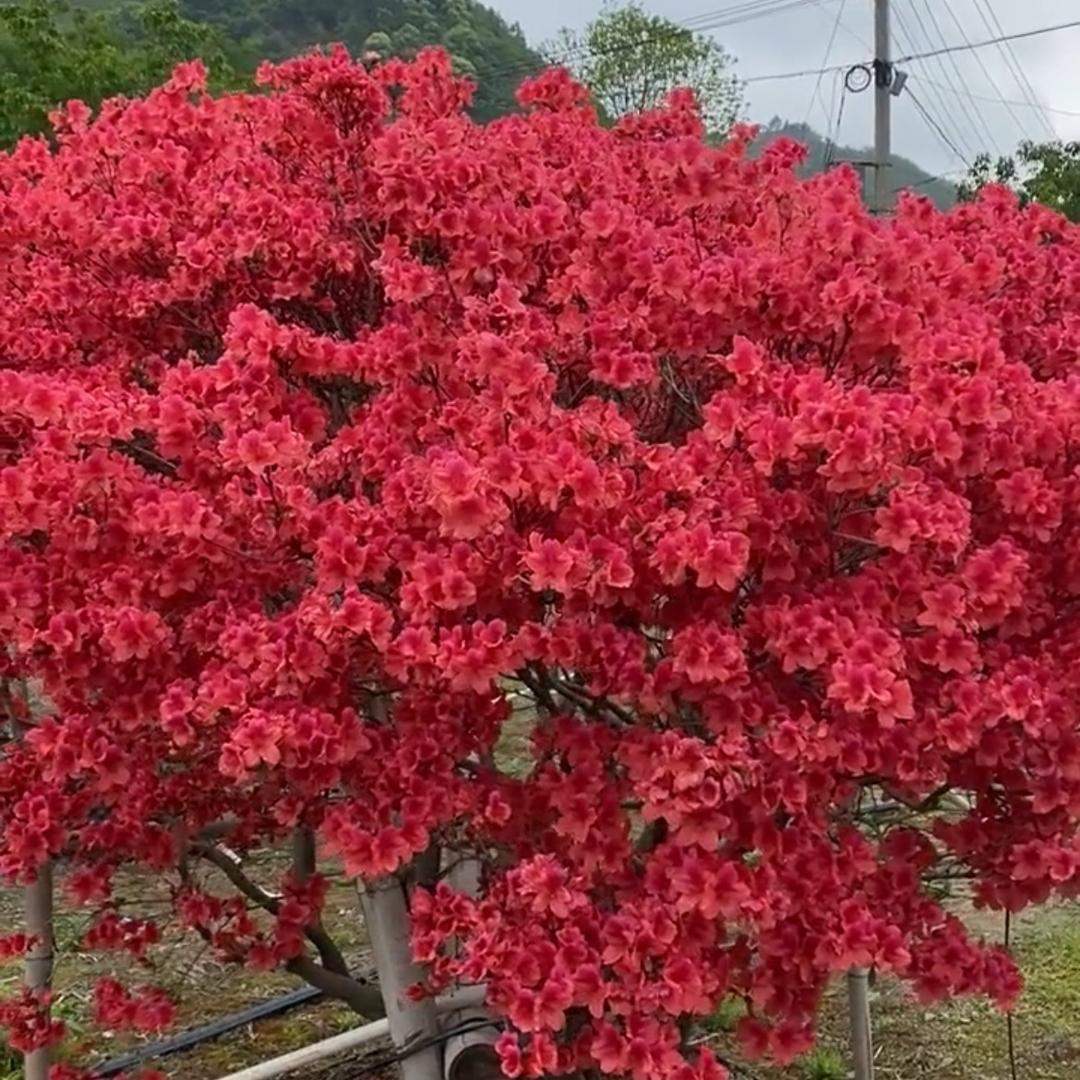 大别山腹地映山红1