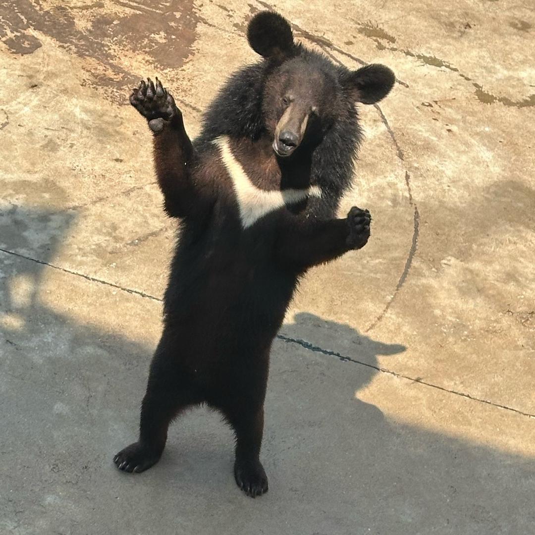 🇲🇲缅甸山货