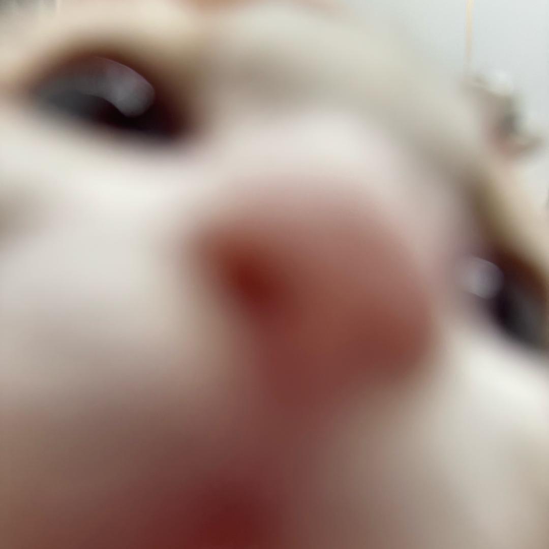 ⦁֊⦁꧞