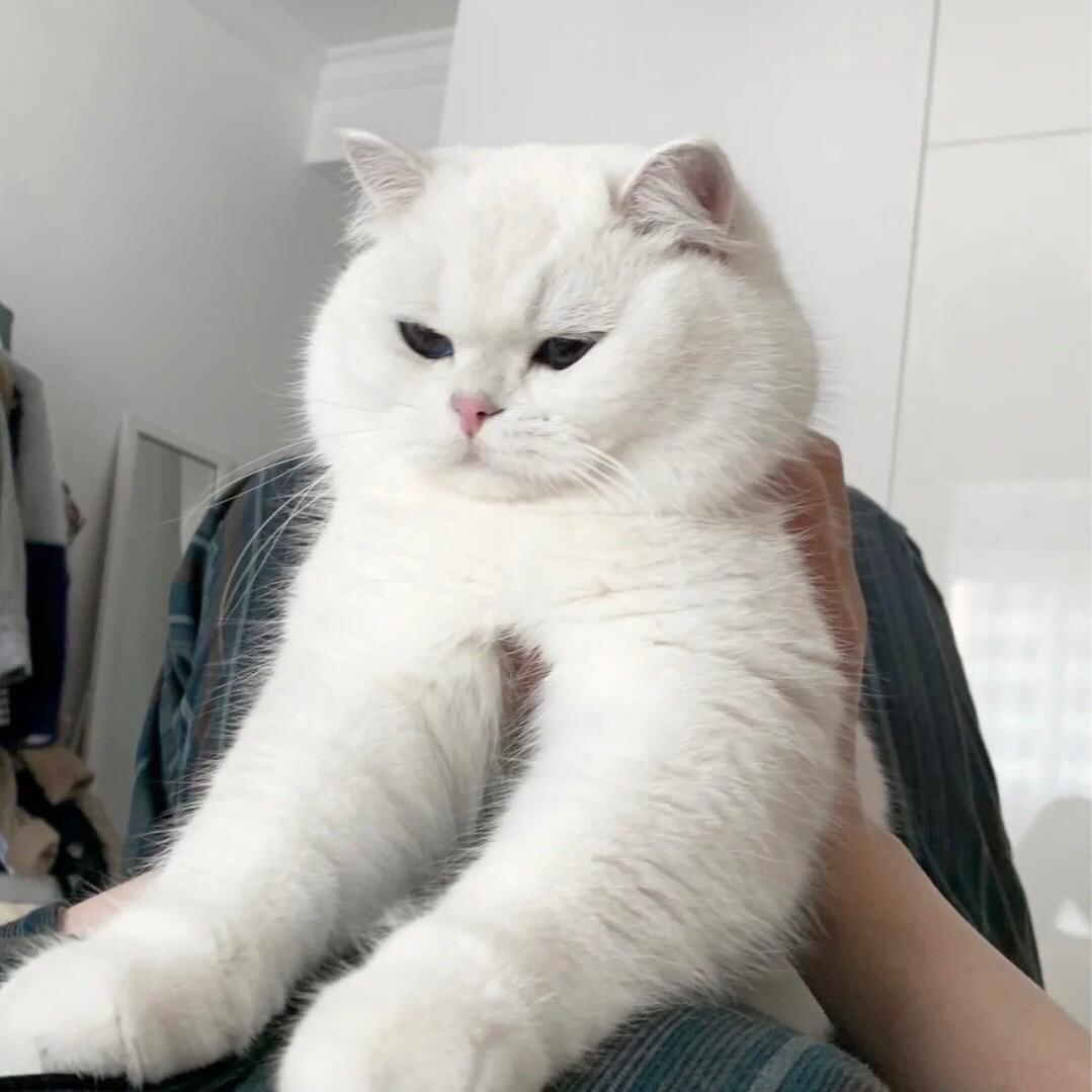 ㅤ。