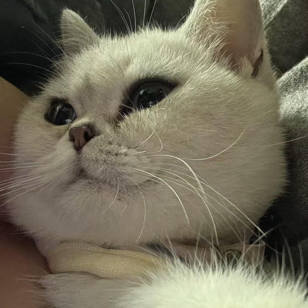 团团子