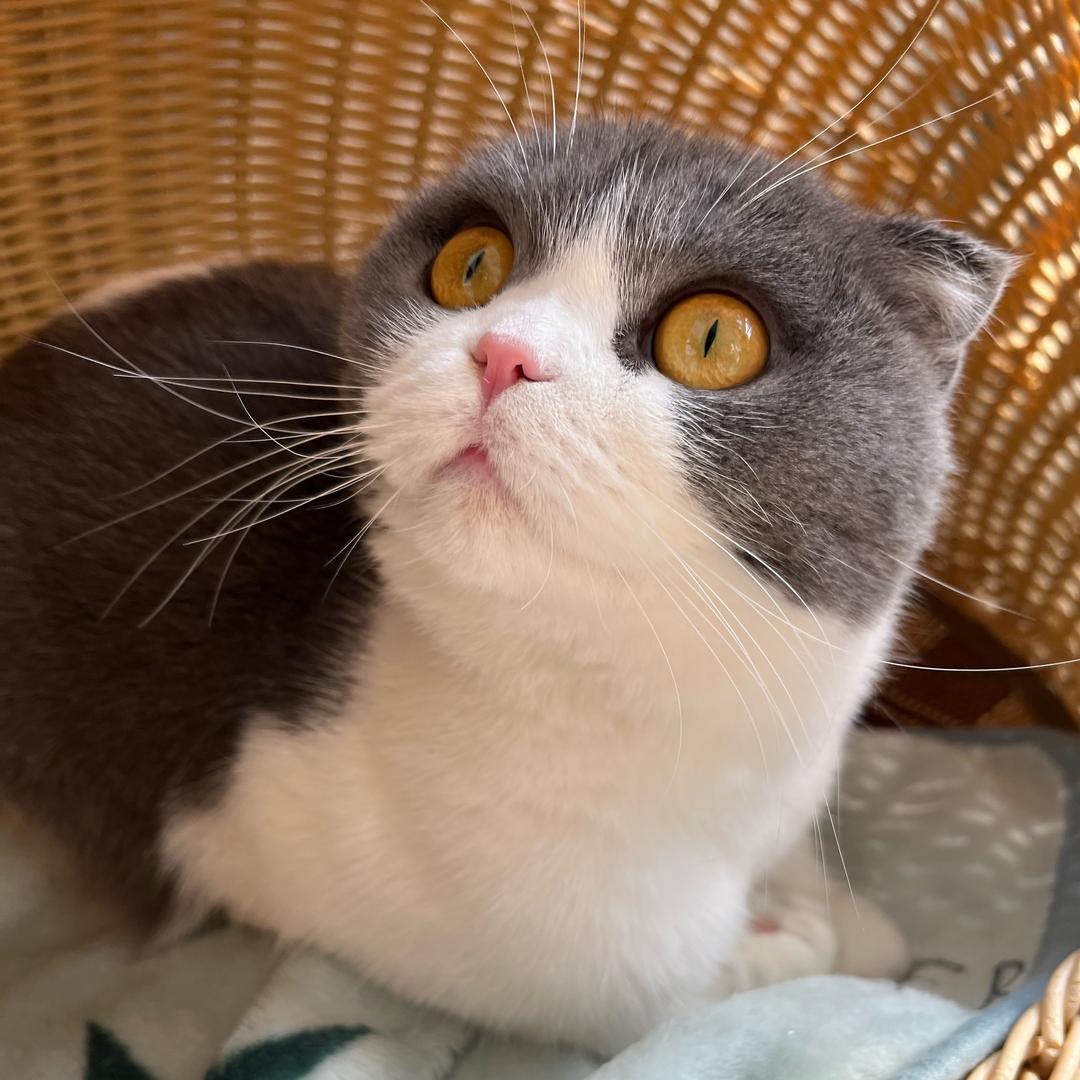 鲨鱼不吃小孩