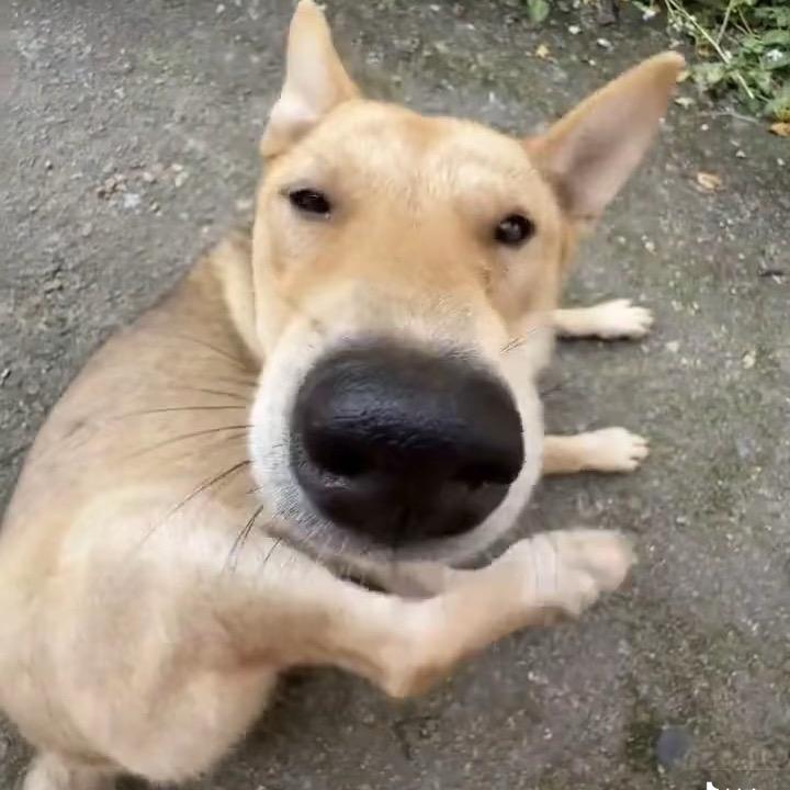 娃哈哈不吃猪