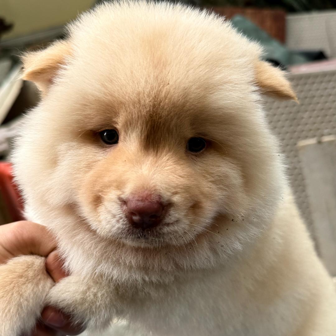 先锋队2️⃣「广西田园犬」