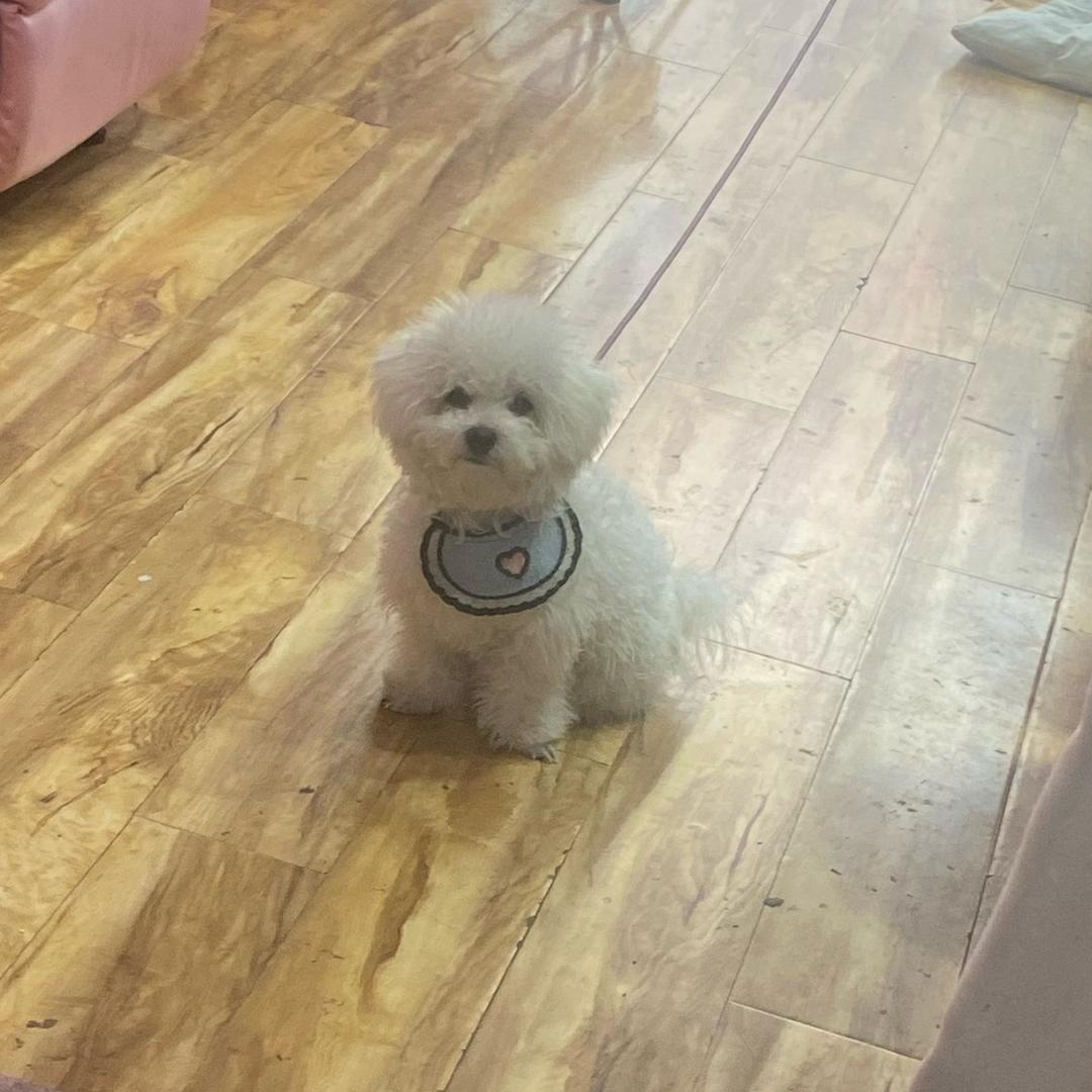 汤圆小熊熊