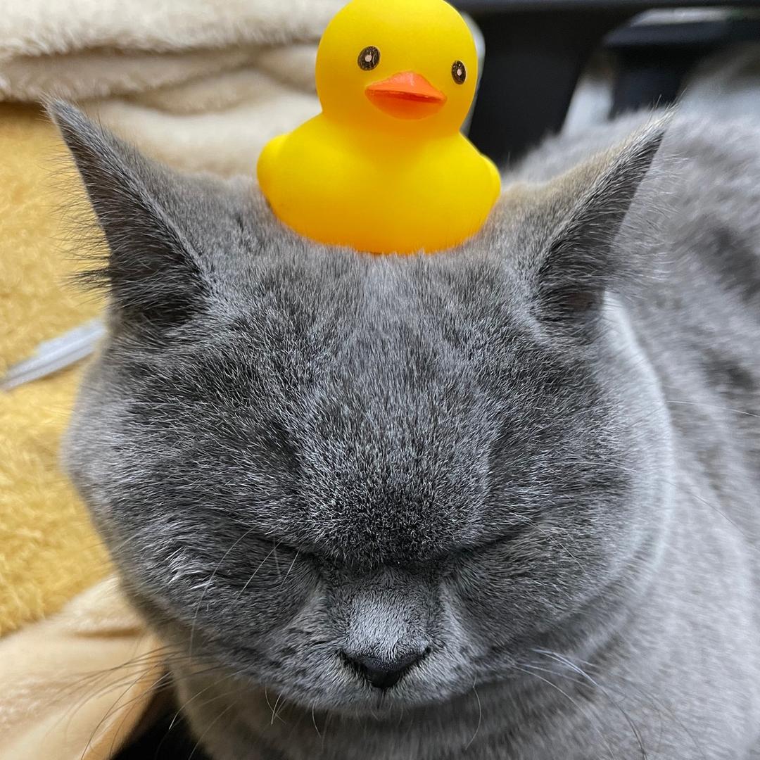 墩墩_🐱