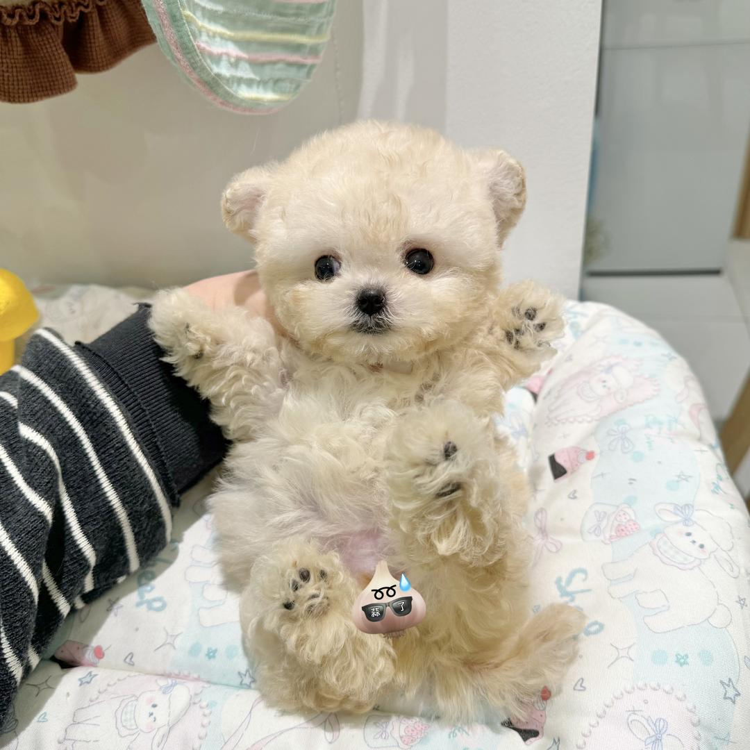宁波小鹿萌宠