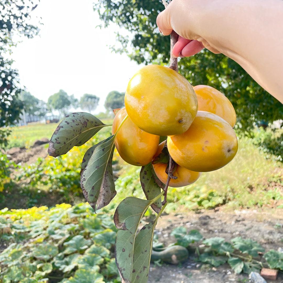 是仙女🧚‍♀️呀