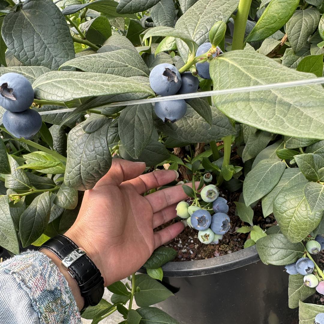 石屏云旺新鲜水果铺子