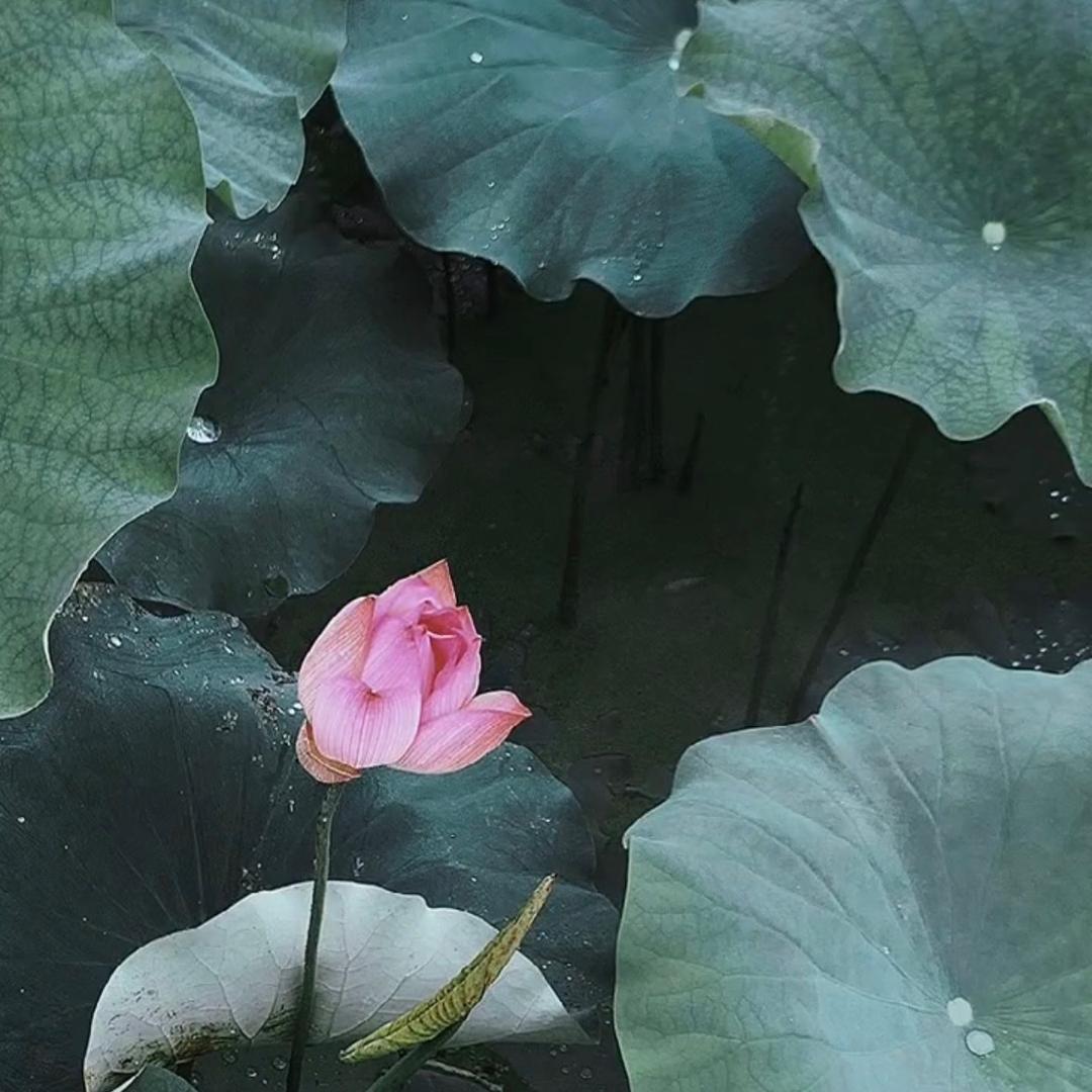 🌷