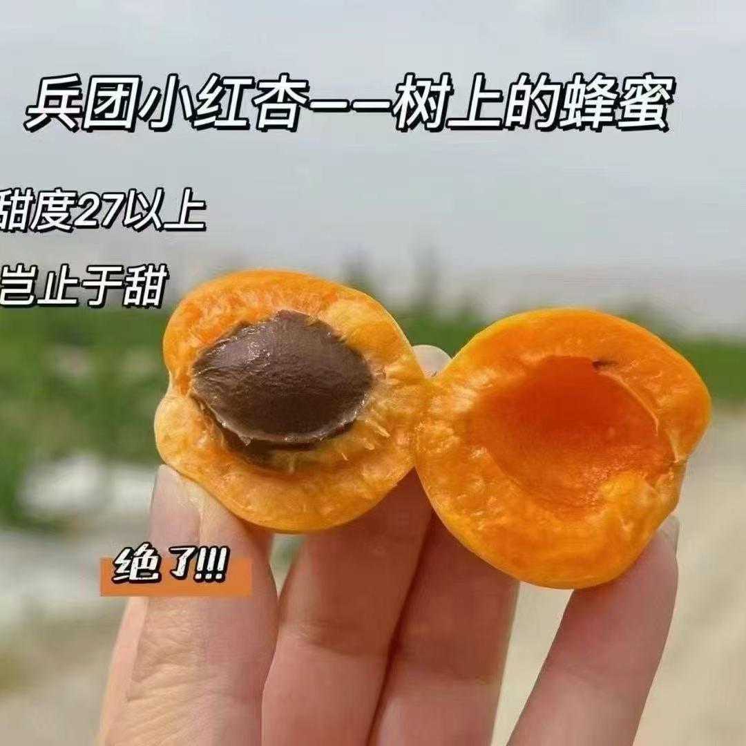 丹丹🛫新疆吊干杏