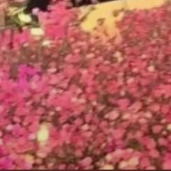阳春三月