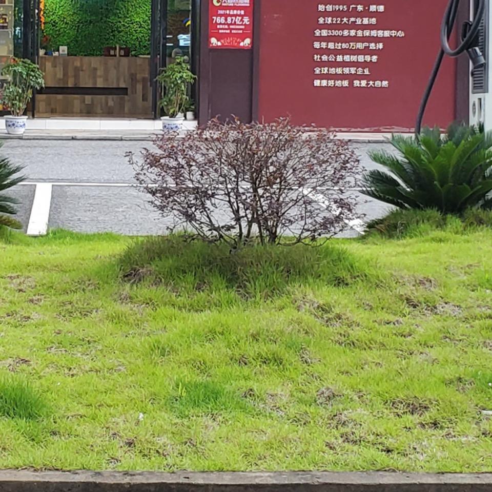 大自然地板(龙泉山水健走步道店)专用号