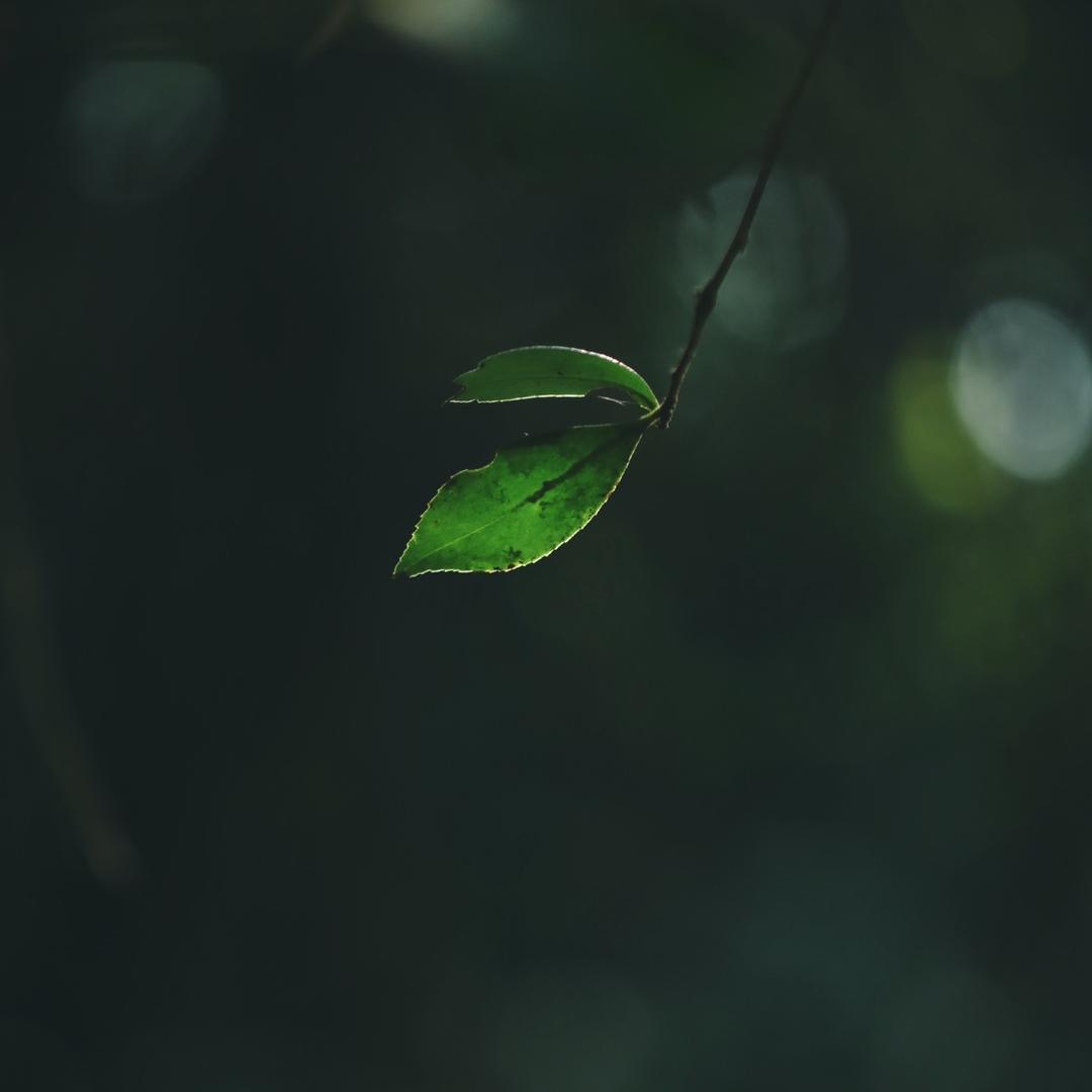 晨曦暮语