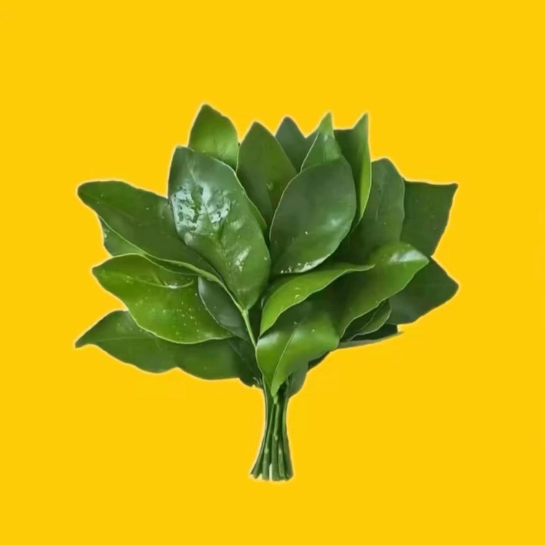 金枝玉叶