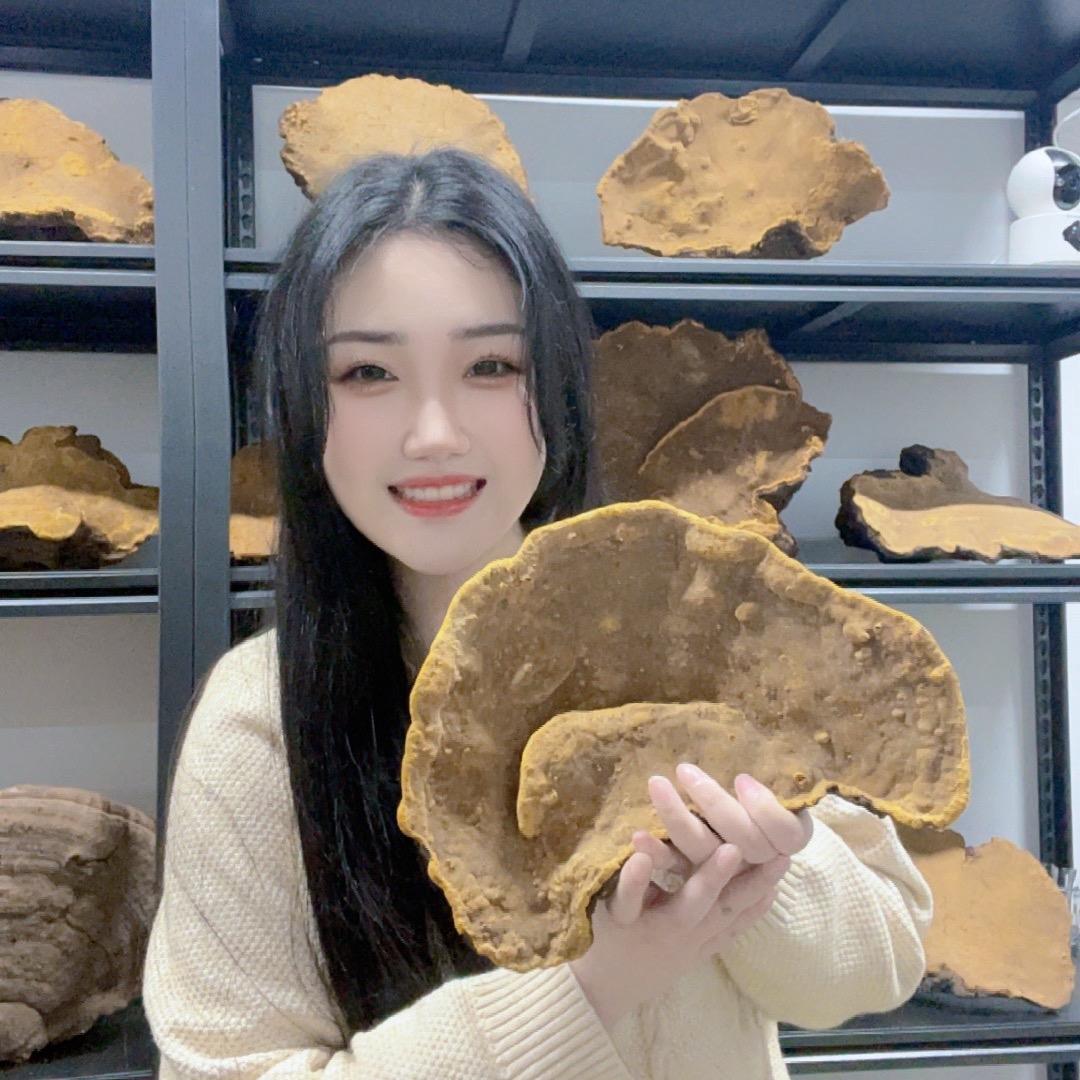 乐乐野生灵芝桑黄