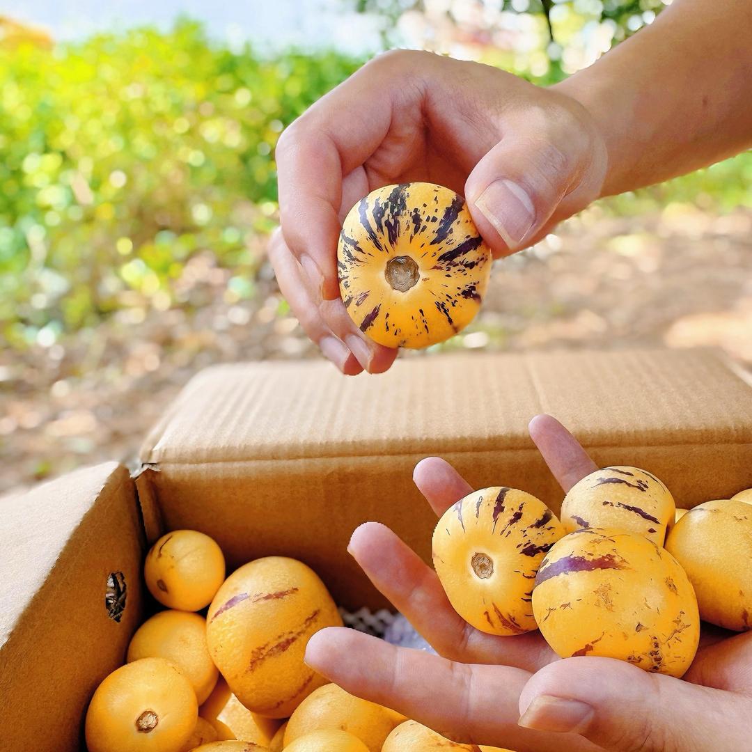 云南石林人参果源头产地