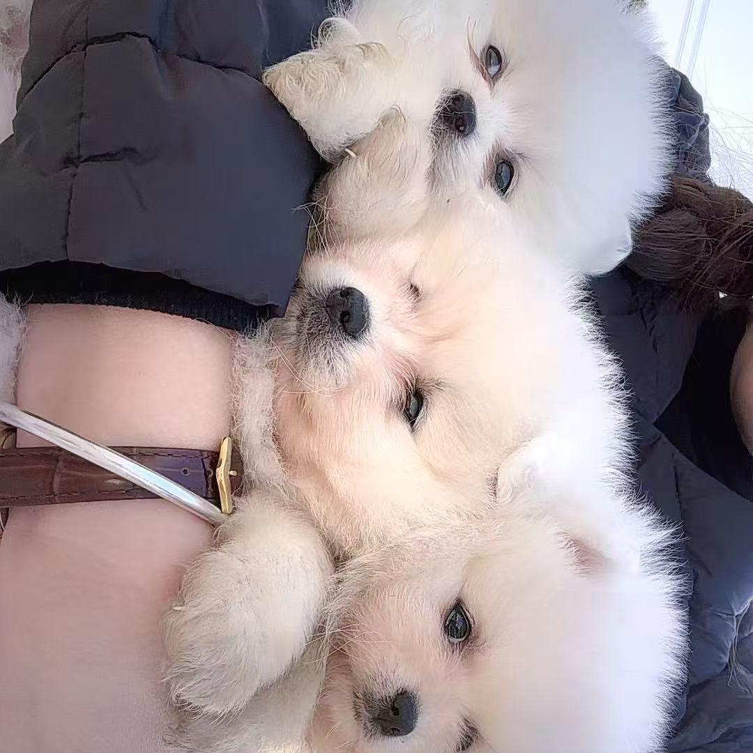 萌宠宠物好货店