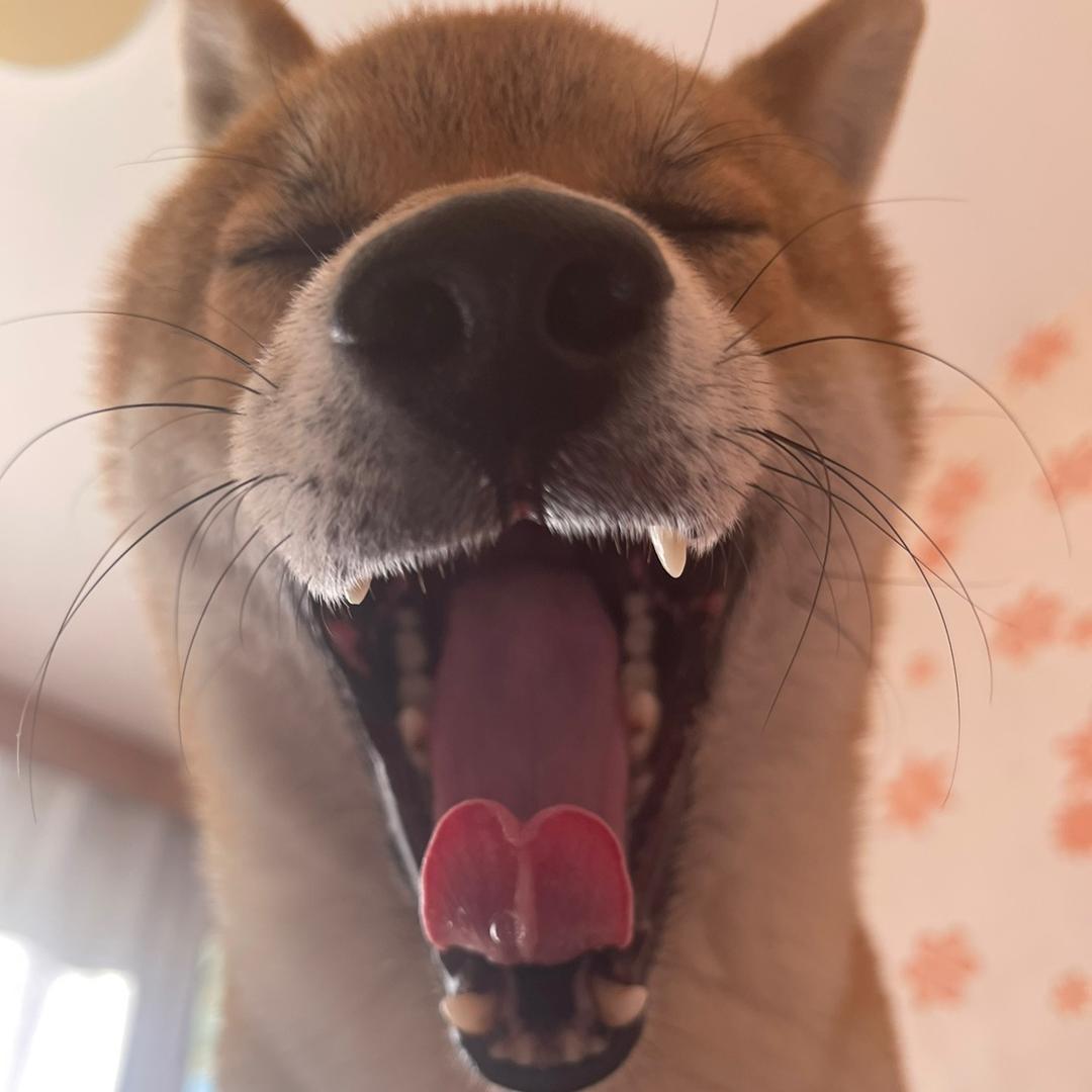 东丰县郭家牛肉（批发 零售）