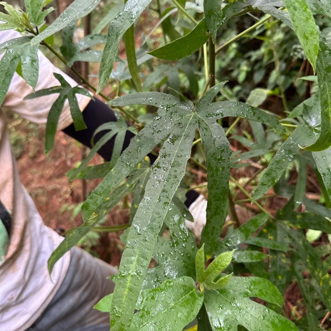 雾岭水哥（牛哥团队）