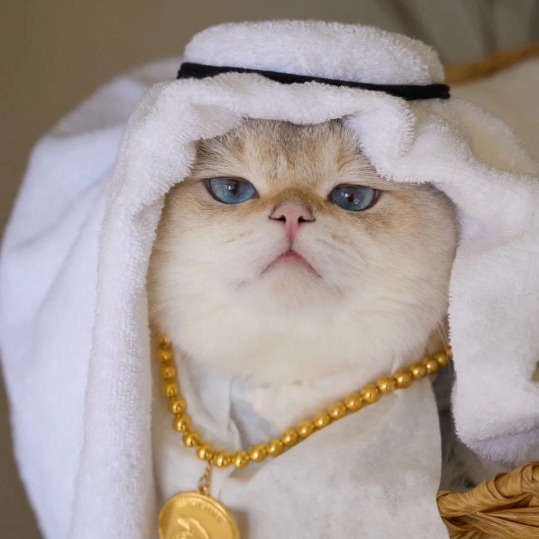 阿拉伯·富喵团🐱