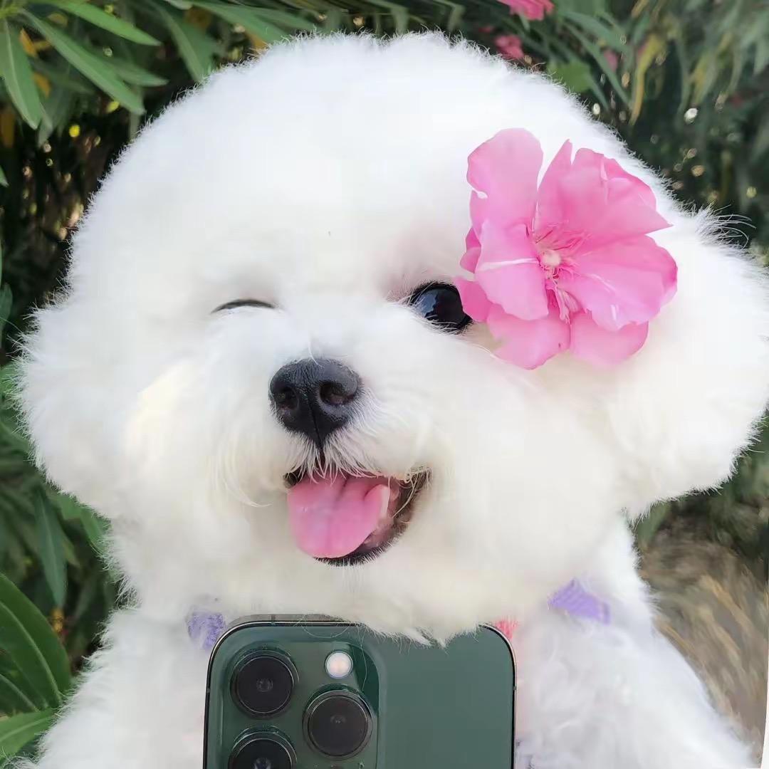 青梅