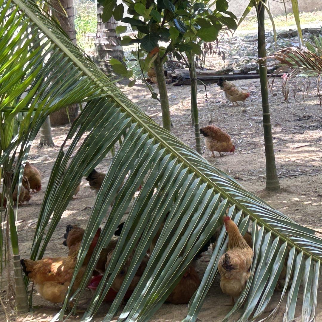 万宁润森家园农场