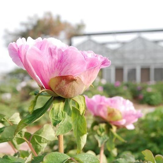 🌸晴柔小荷🌸