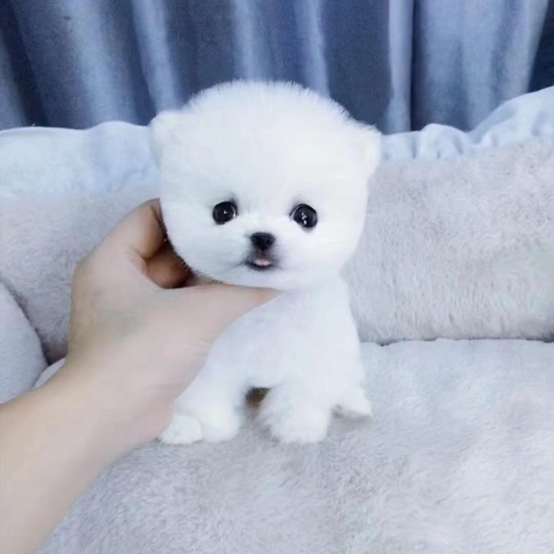 博美比熊犬茶杯犬