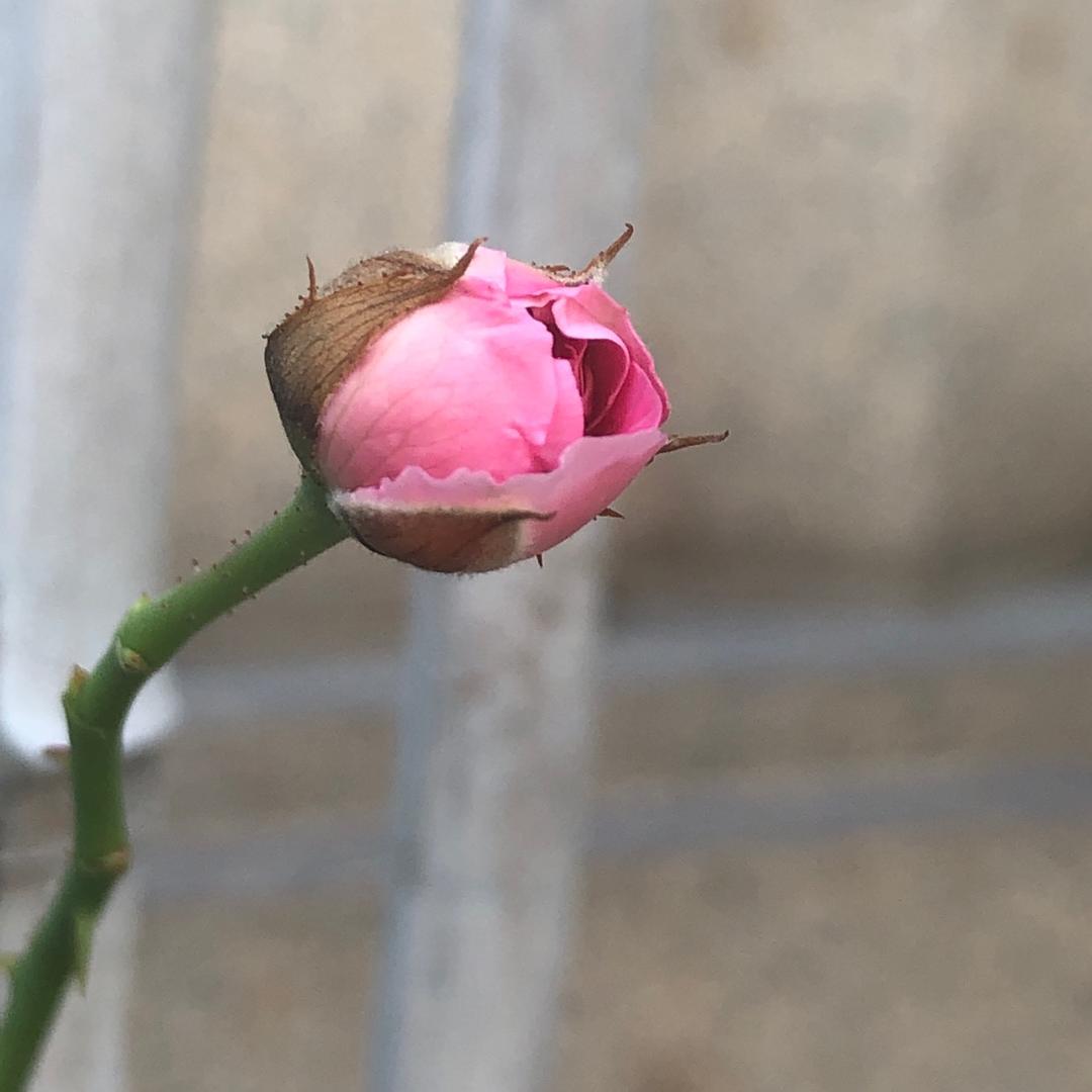 妙雨