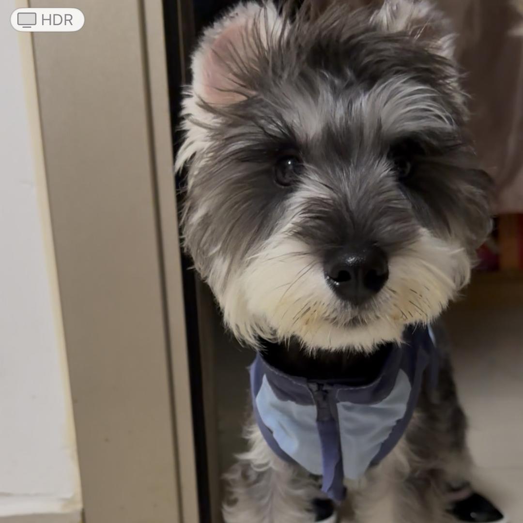 不老实小狗尤尤